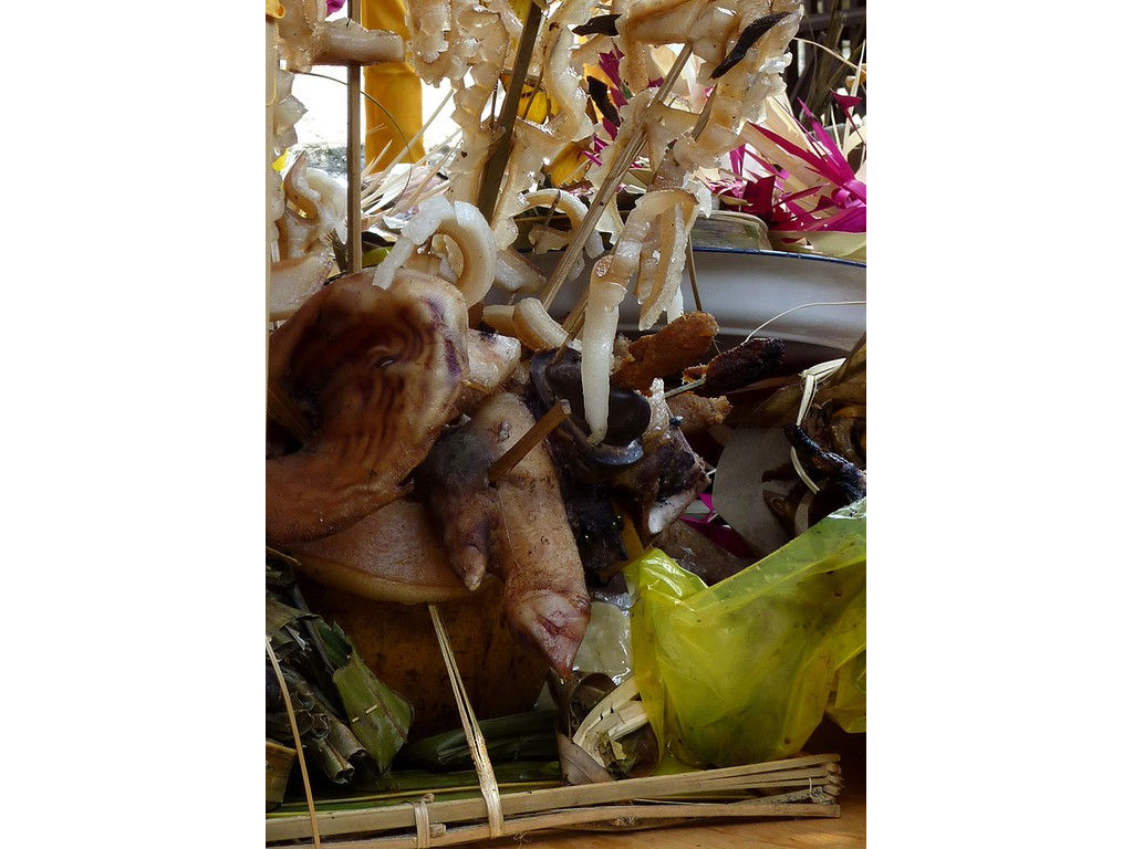 gayah-pigs-leg