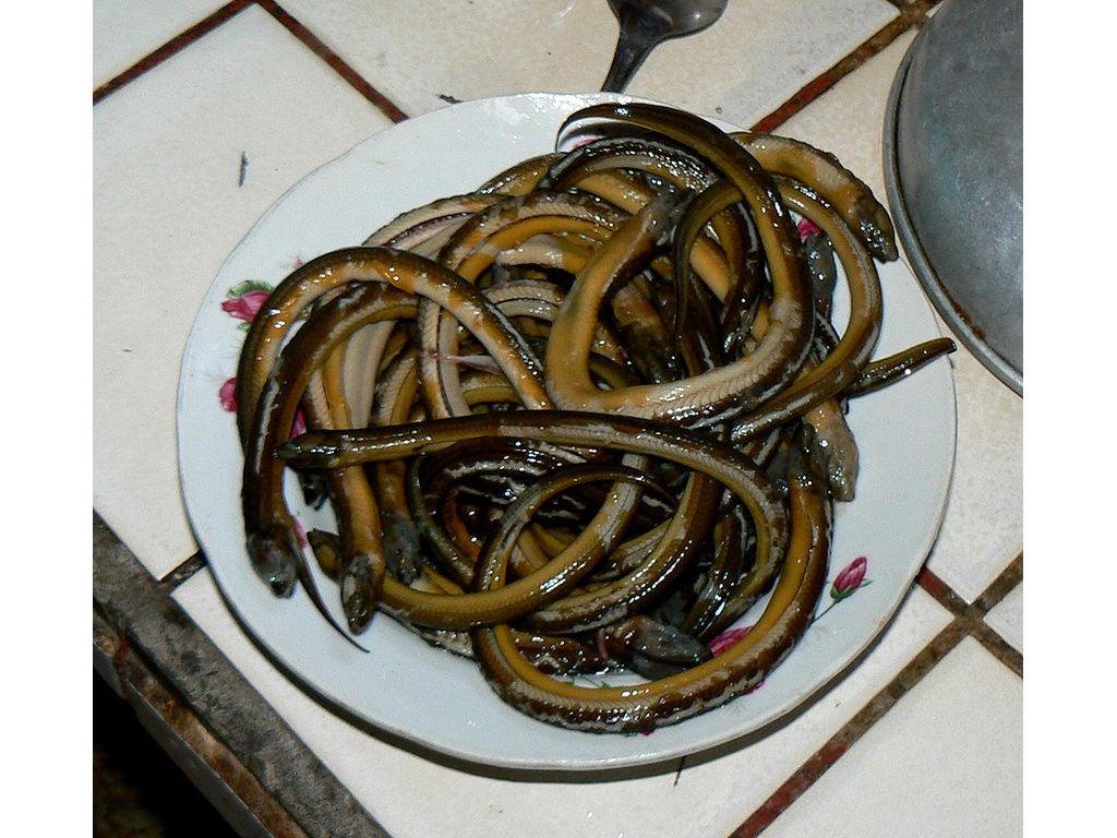 lindung-eels-boiled-07a
