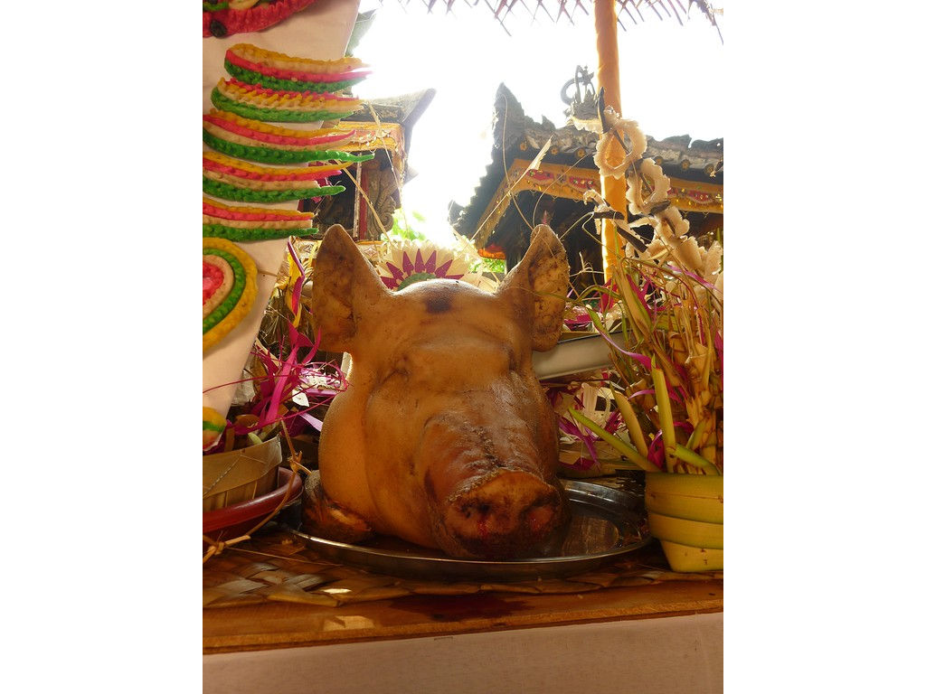 pigs-head-2