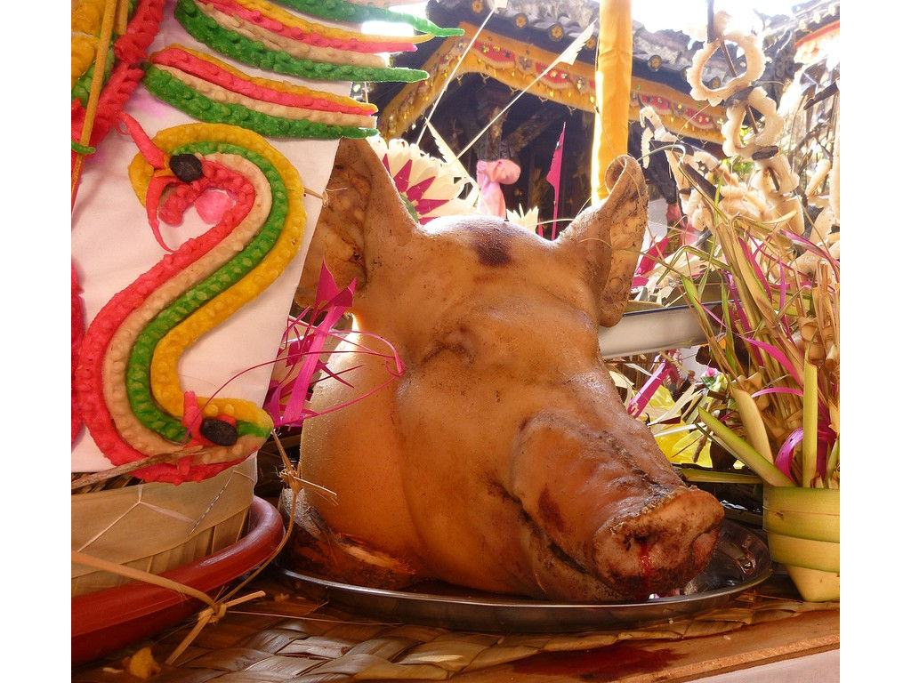 pigs-head