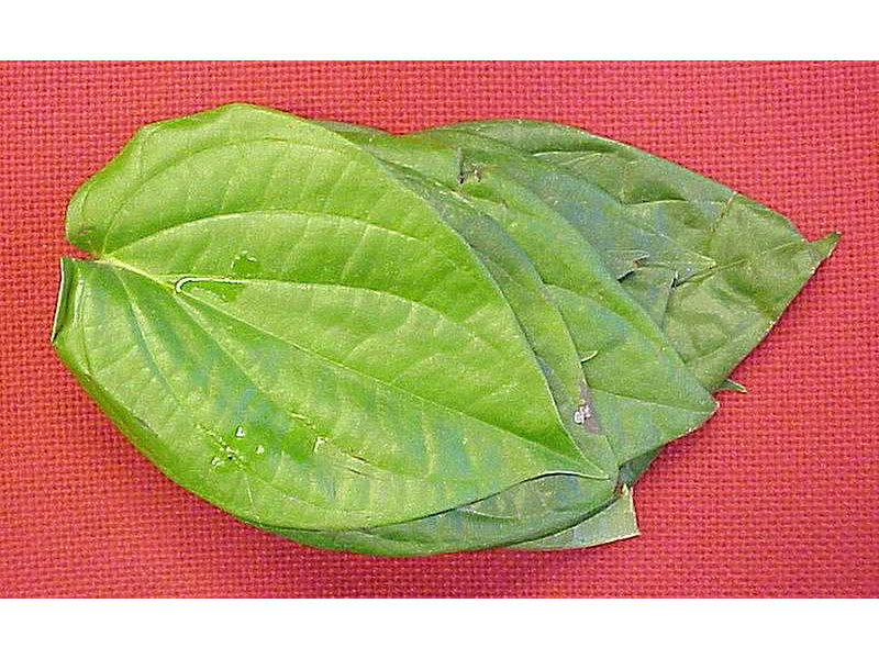 sirih-piperbetlelinn-leaves-krambitan