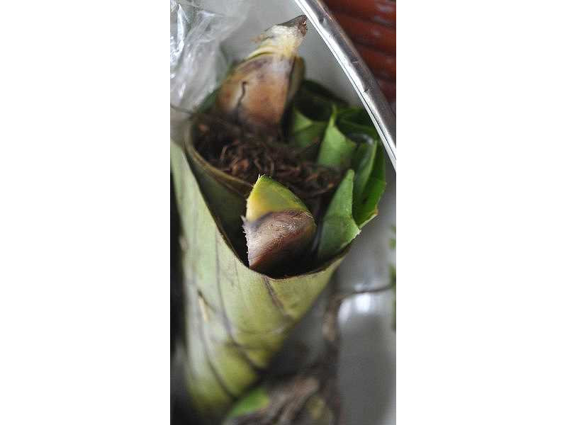 -kojong-lekesan-pinang-tobacco
