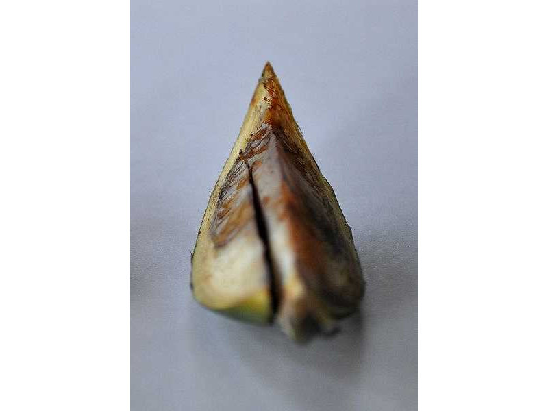 -pinang-slice