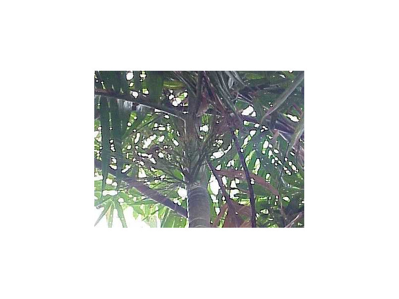 pinang4
