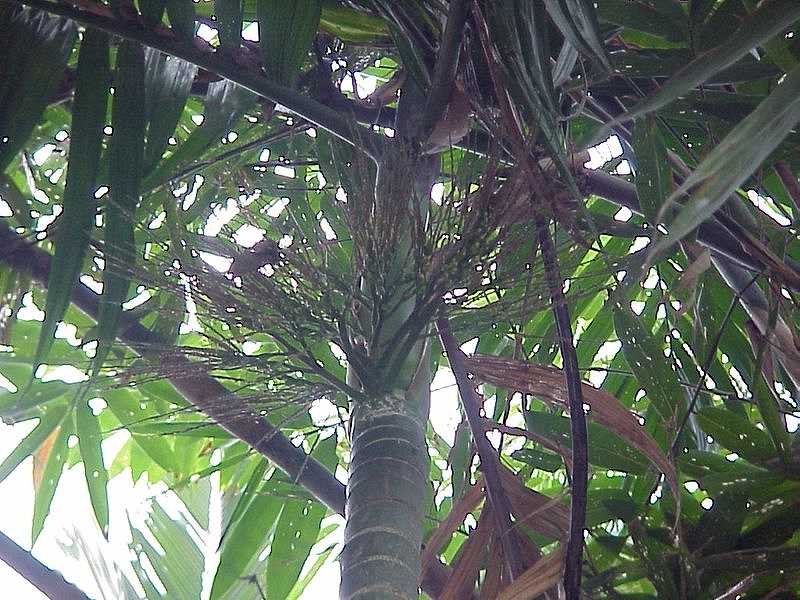 pinang5