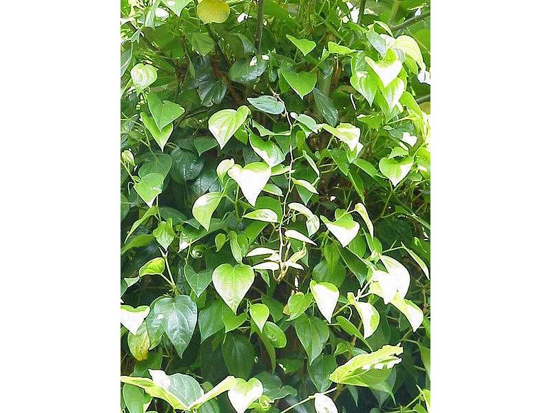 sirihvine