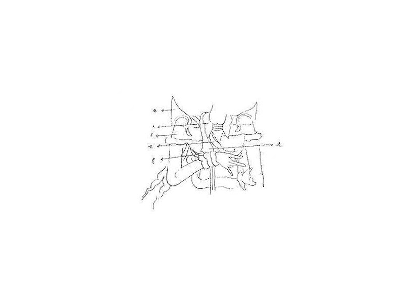 torso-general