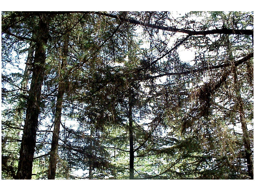 devadrutree