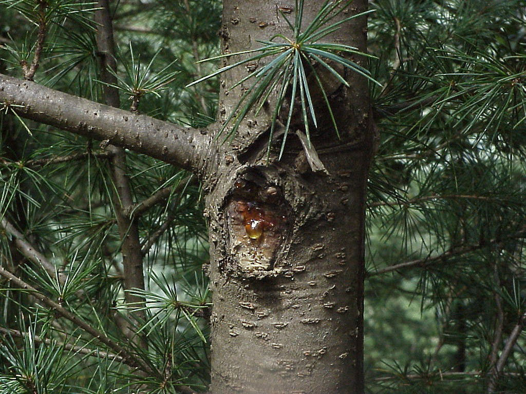 treewithresin