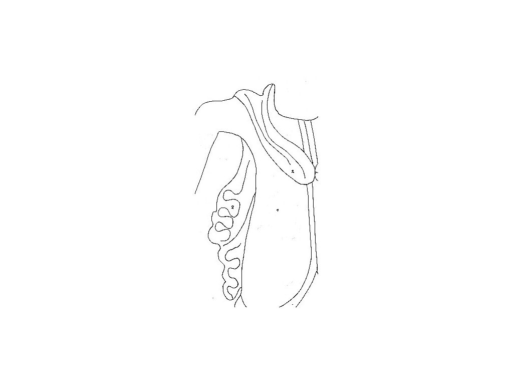 semayut-shoulder-sash-ascetics